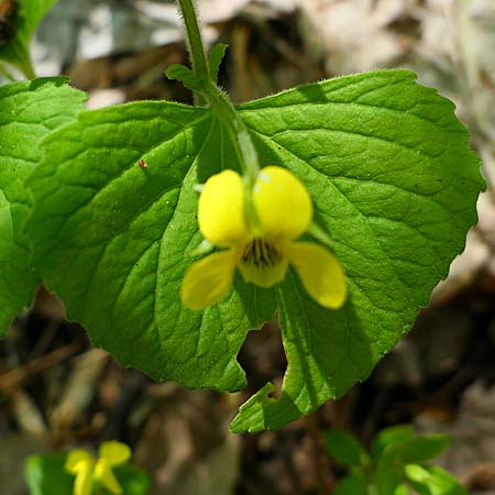 Downy yellow violet - Viola pubescens -  leaves - some hairs